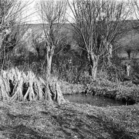 Sušenie snopkov vymáčaných konopných stoniek, rozložených do kôpok, pri močidle. Dolný Lopašov, 1956. Archív negatívov Ústavu etnológie SAV v Bratislave. Foto V. Törey.