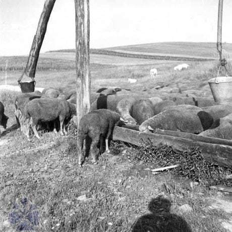 Napájadlo na salaši. Pondelok (miestna časť obce Hrnčiarska Ves, okr. Poltár), 1960. Archív negatívov Ústavu etnológie SAV v Bratislave. Foto F. Hideg.